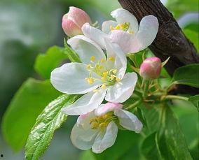 海棠瘦尽春未晚,暮春时节的别样风情