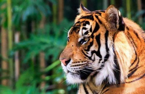 老虎 2020,老虎的崛起与挑战