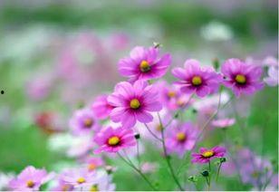 错把寒梅当野花,一场视觉的误会与启示