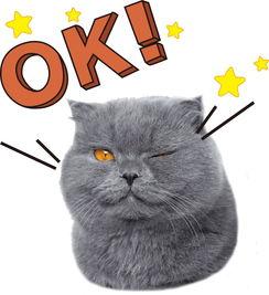 娱乐吃瓜君和猫